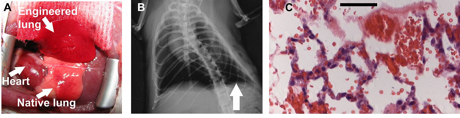 Proceso de implantación del pulmón artificial en una rata