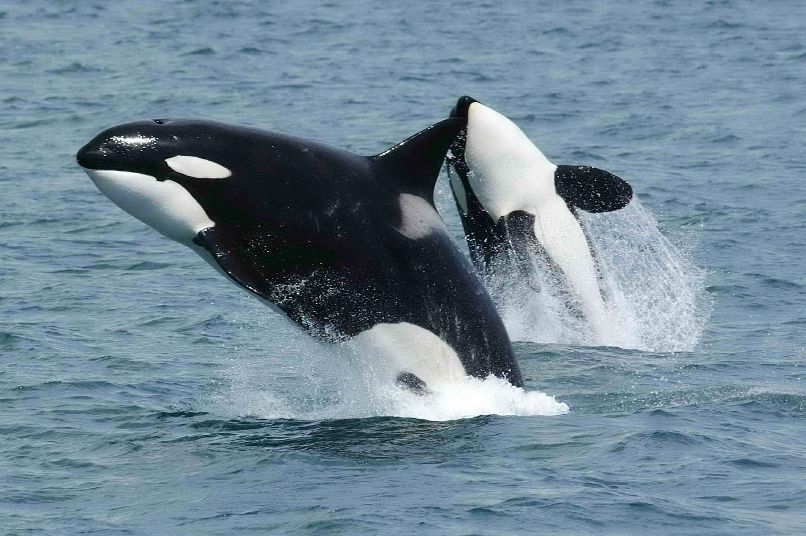 Las orcas adultas ejercen de abuelas