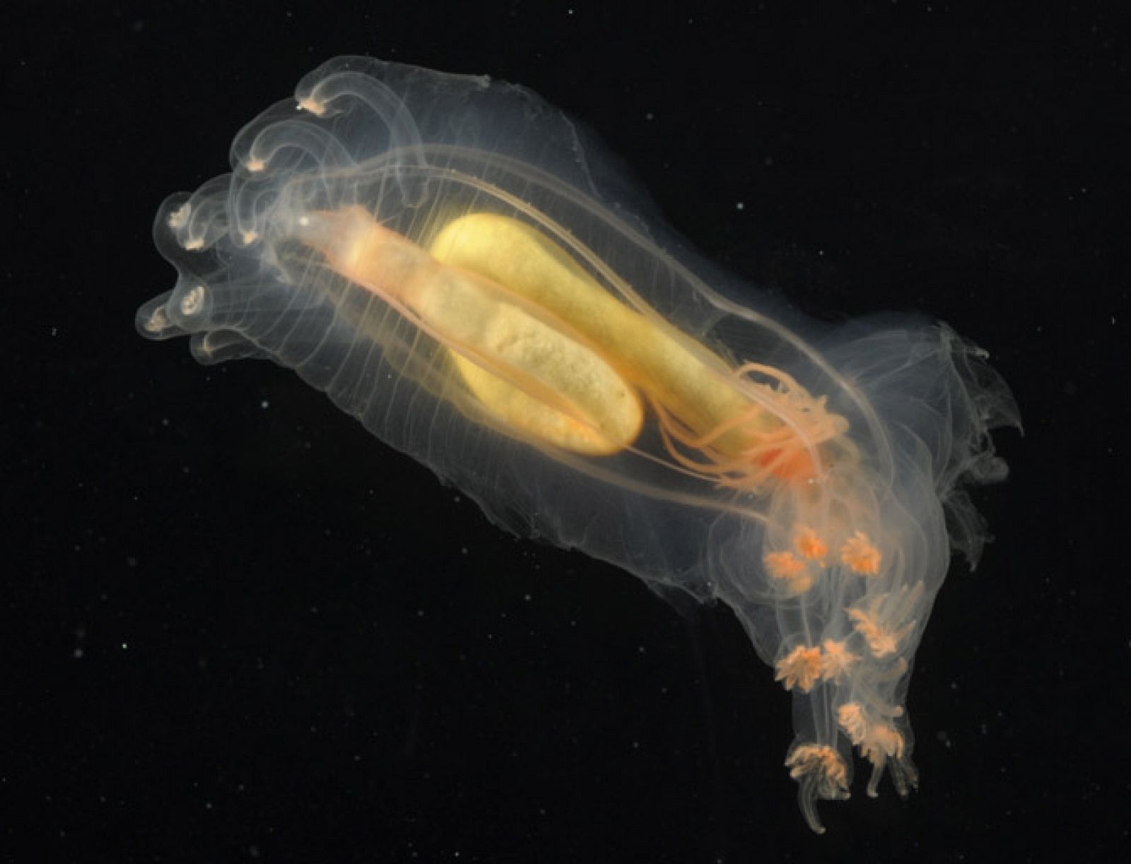 Este gusano, 'Peniagone diaphana', con tonos amarillentos y naranjas, fue encontrado en la dorsal mesoatlántica, en la estación 38.