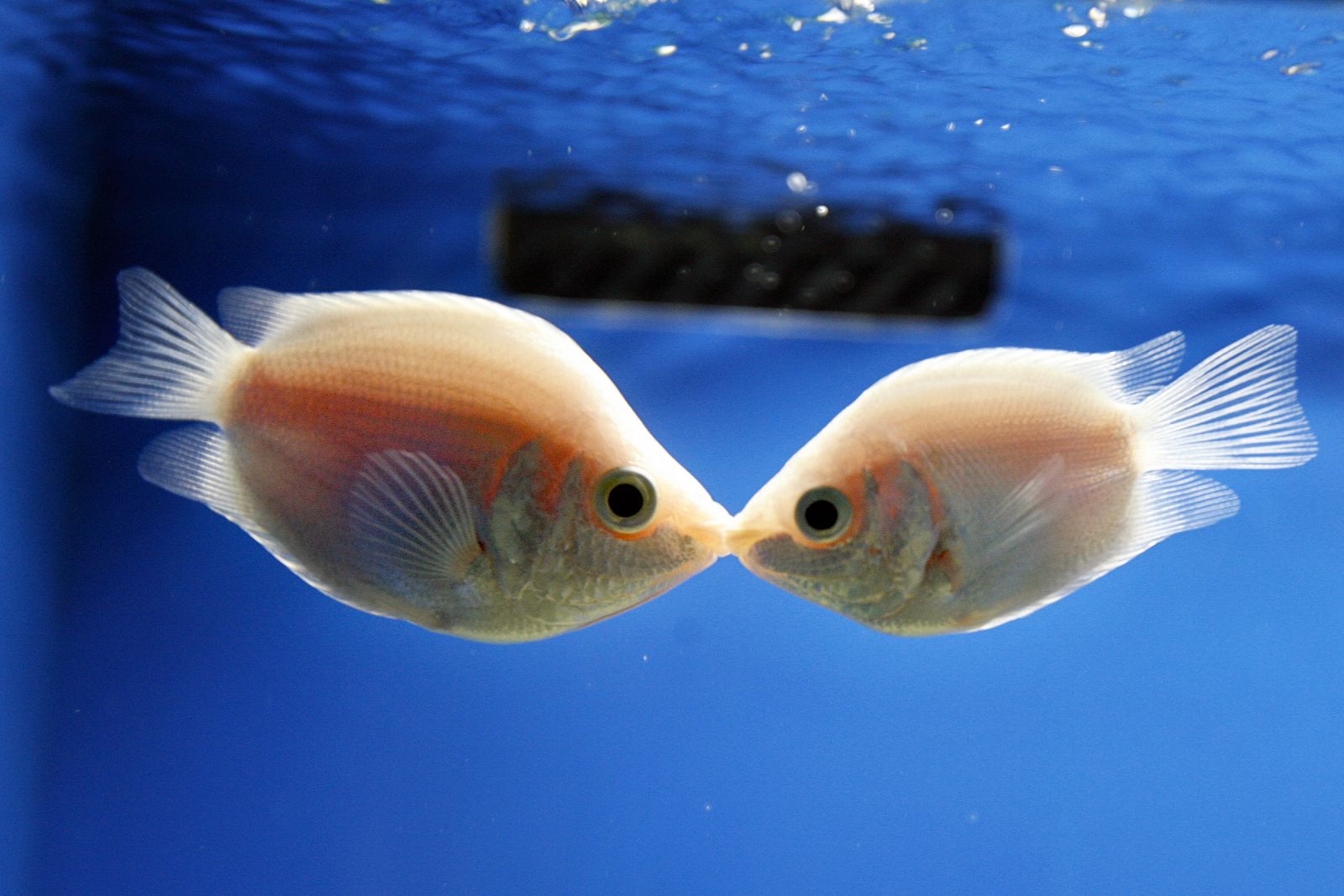 Un par de peces besadores dándose un beso