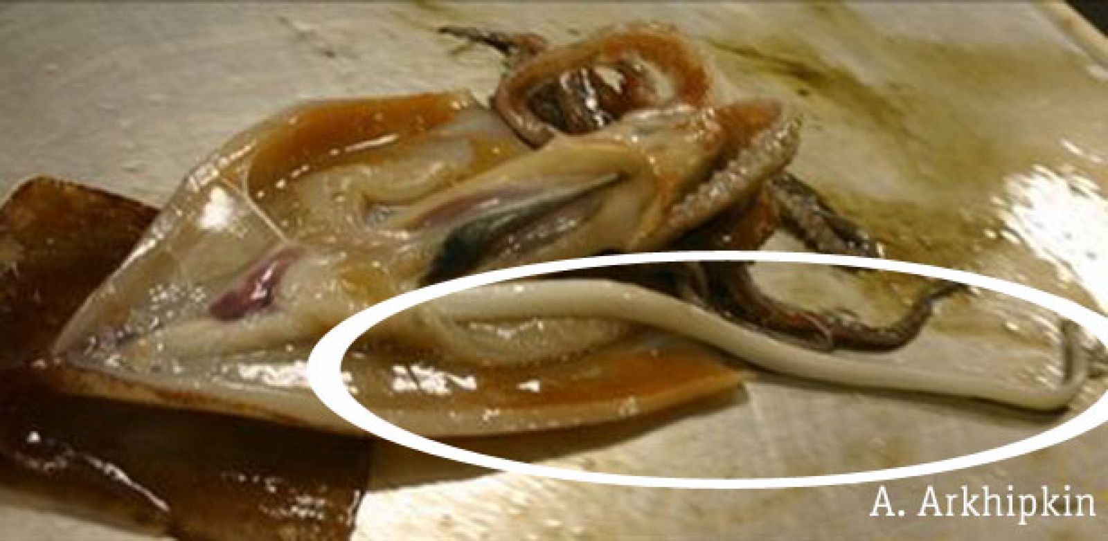 Gracias a este calamar gigante se pueden haber descubierto sus hábitos de reproducción
