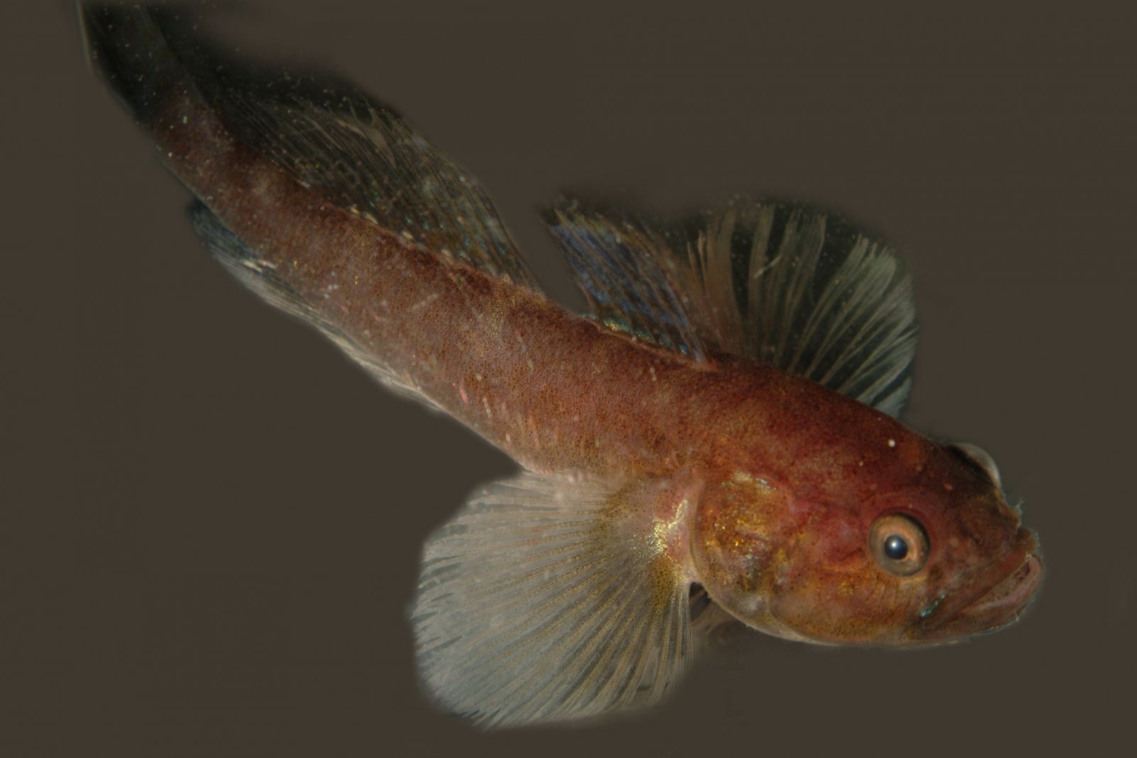 Un gobi barbudo, pez endémico de Namibia