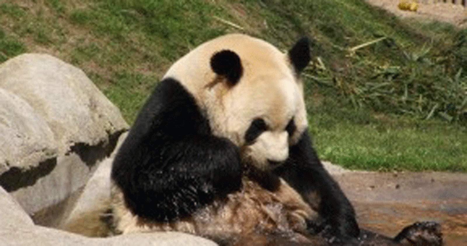 La osa panda del Zoo de Madrid, Hua Zui Ba