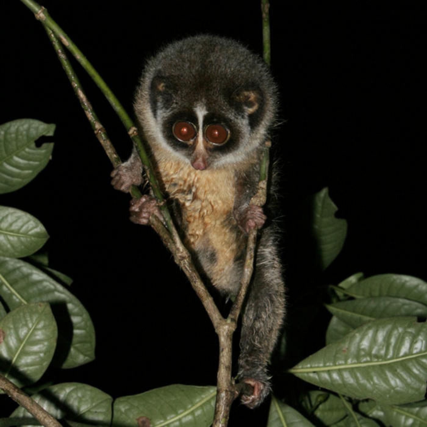 Un ejemplar macho adulto de Loris esbelto de los llanos de Horton