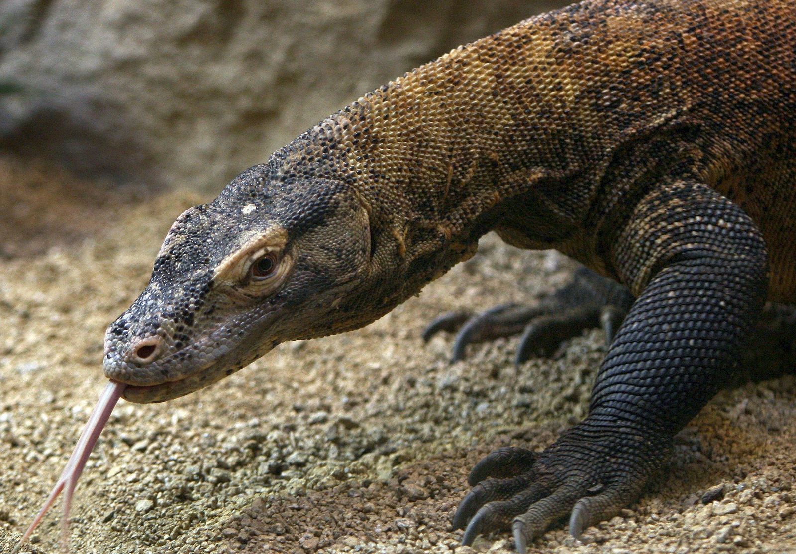 La hembra de dragón de Komodo recién llegada al Zoo de Barcelona