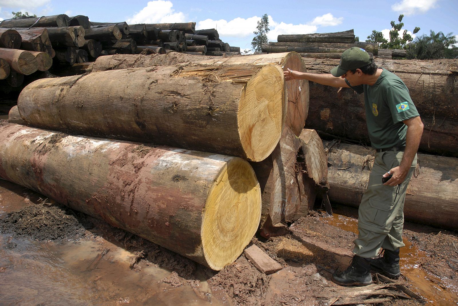 A National Force official checks illegally logged timber, which has been confiscated, in the northeastern state of Para