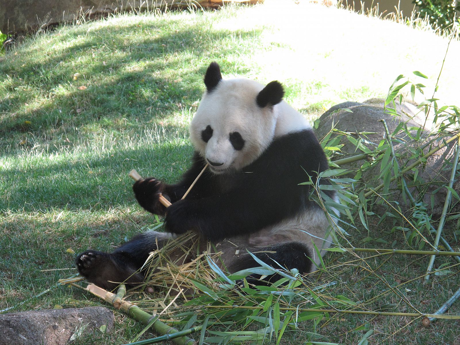 Hua Zui Ba, la hembra del zoo de Madrid, comiendo bambú