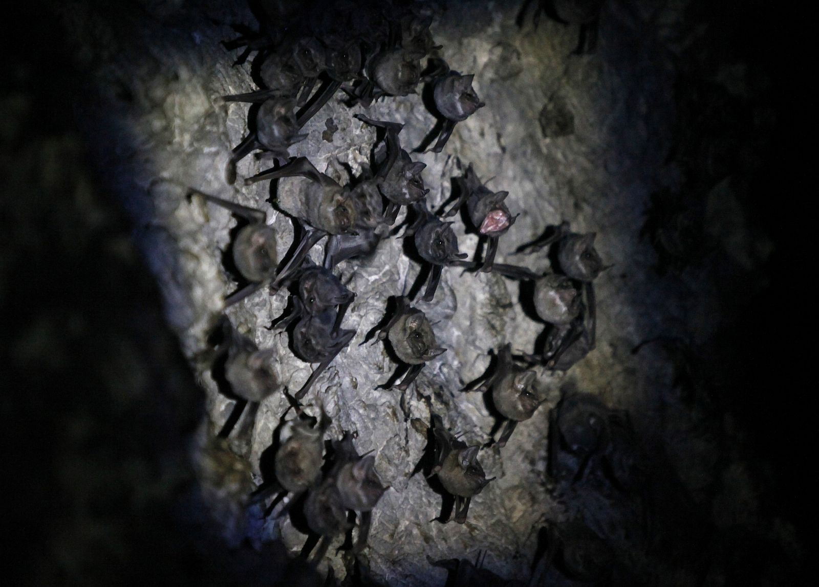 Una comunidad de murciélagos en una cueva de Bangkok