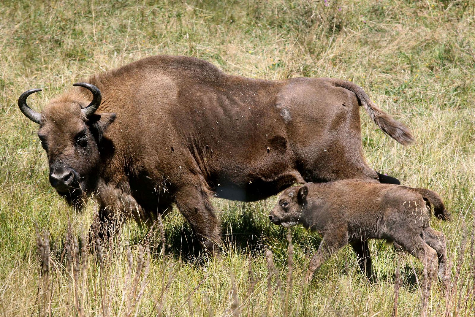 La primera cría de bisonte europeo nacida en Palencia en compañía de su madre