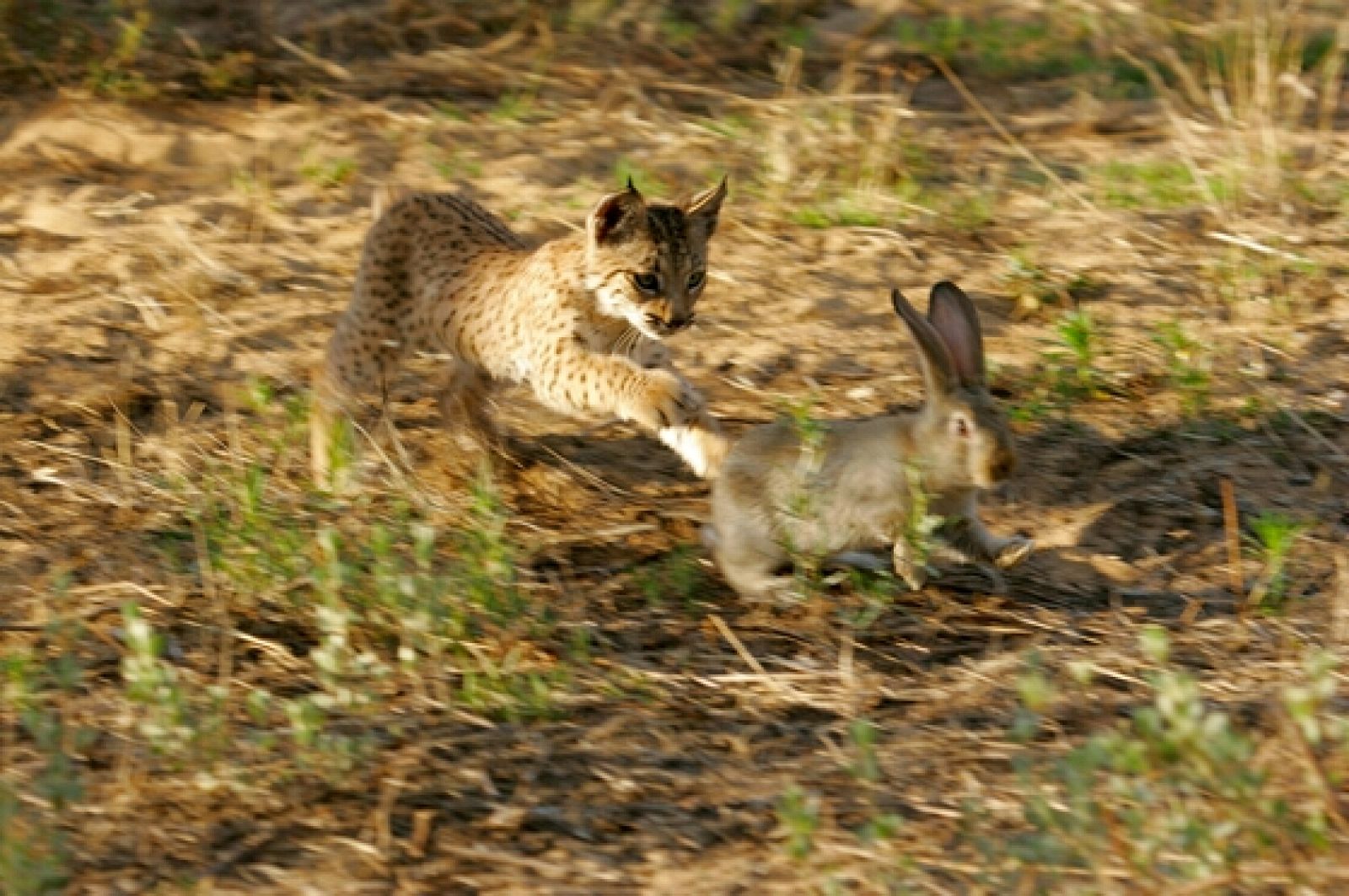 Dátil, un lince ibérico nacido en cautividad, cazando un conejo