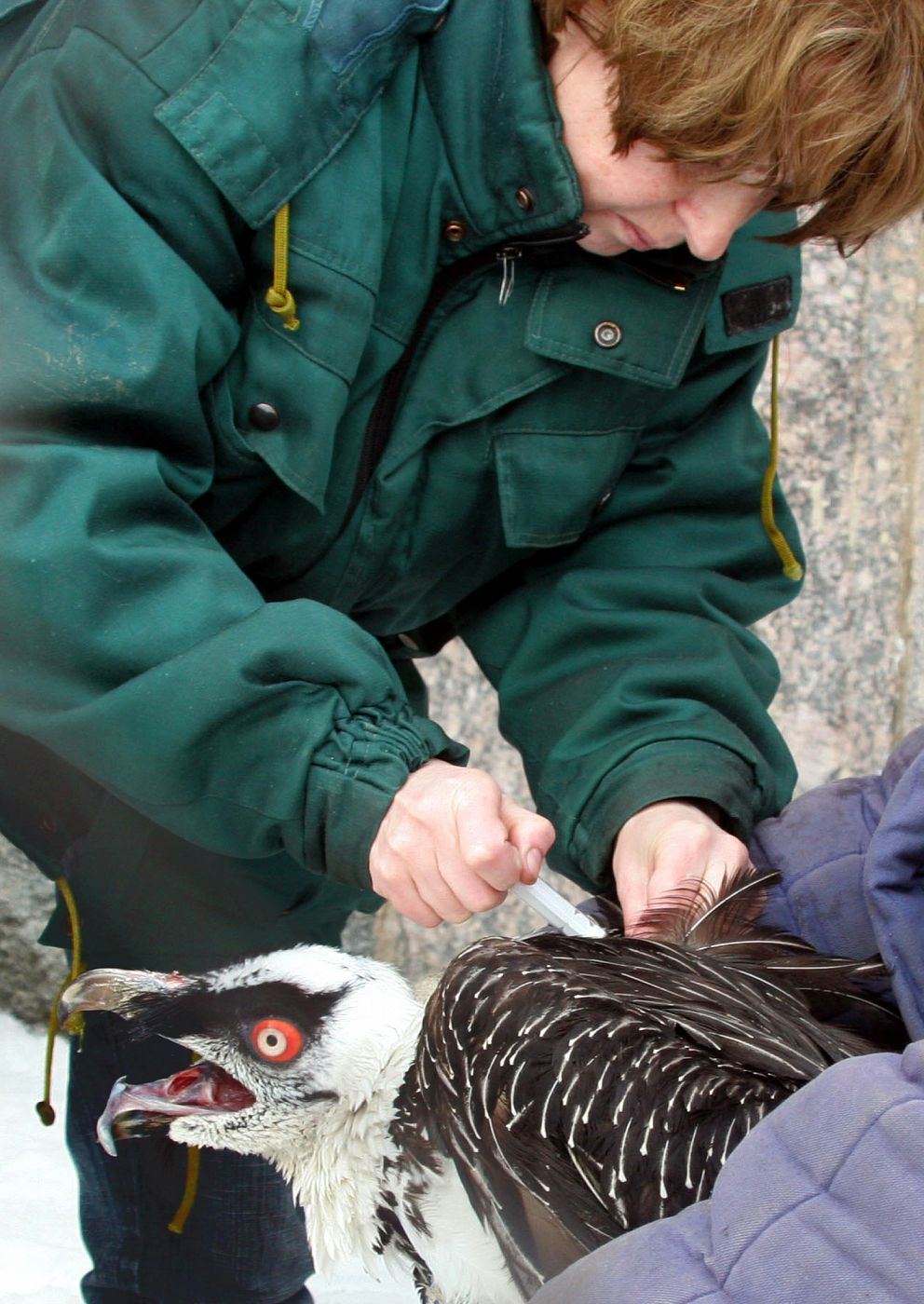A veterinary surgeon vaccinates a bearded vulture in Moscow's zoo