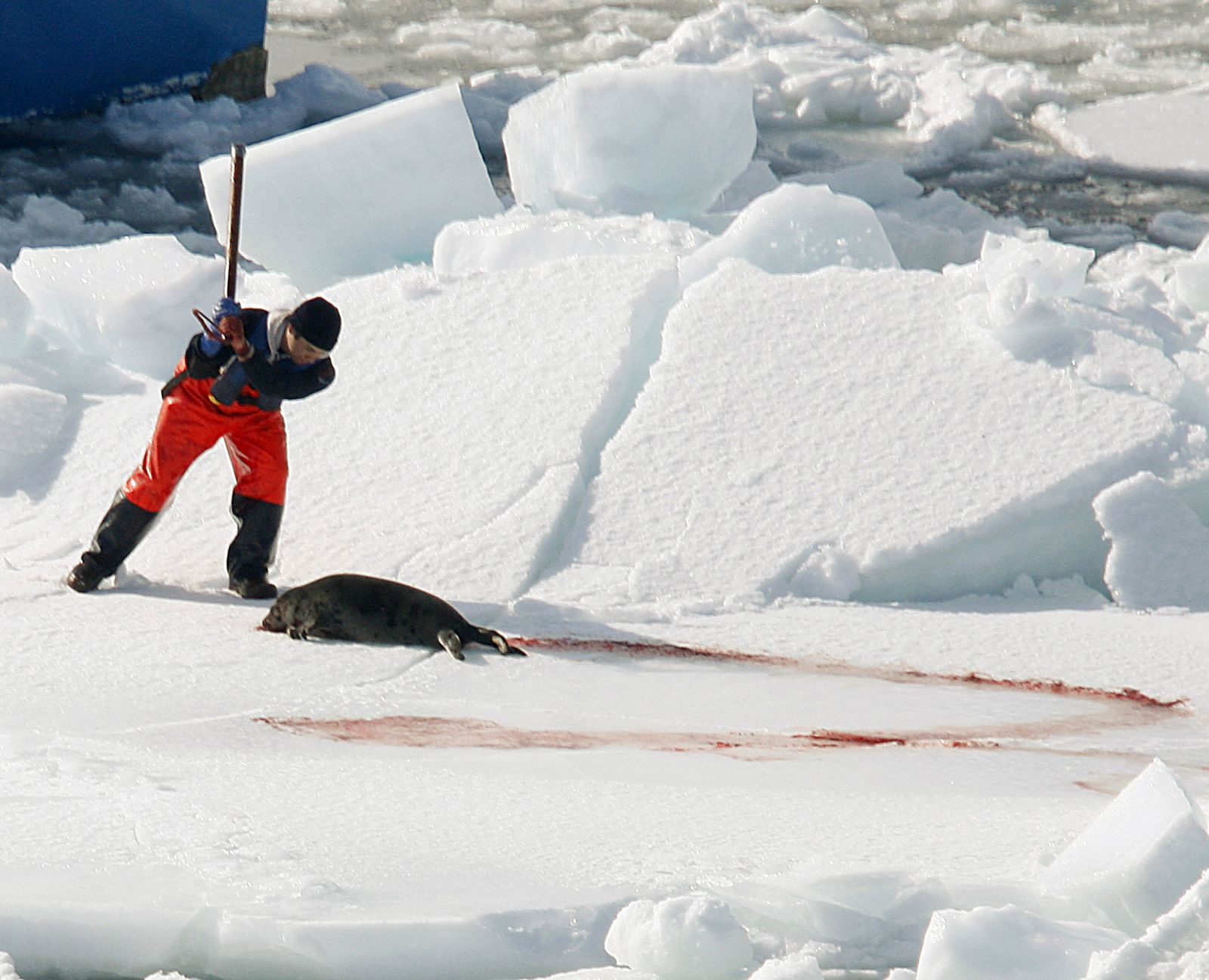 Un cazador de focas acabando con una de ellas en la isla de Cabo Bretón (Canadá)