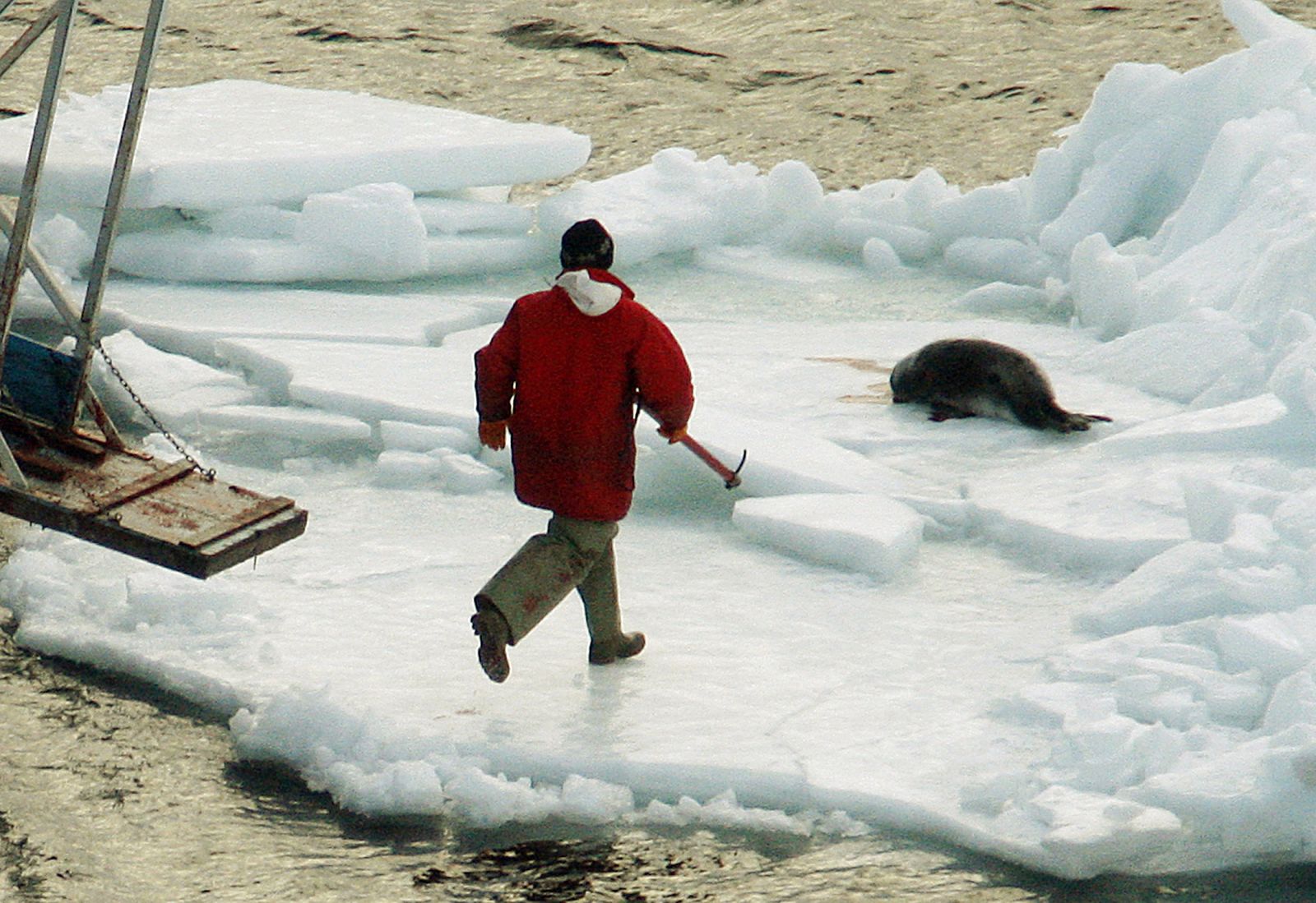 Un cazador corre tras una foca para cazarla