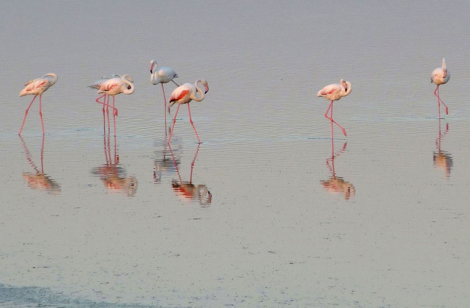 El flamenco común se fija en las lagunas de La Mancha para formar una colonia de cría