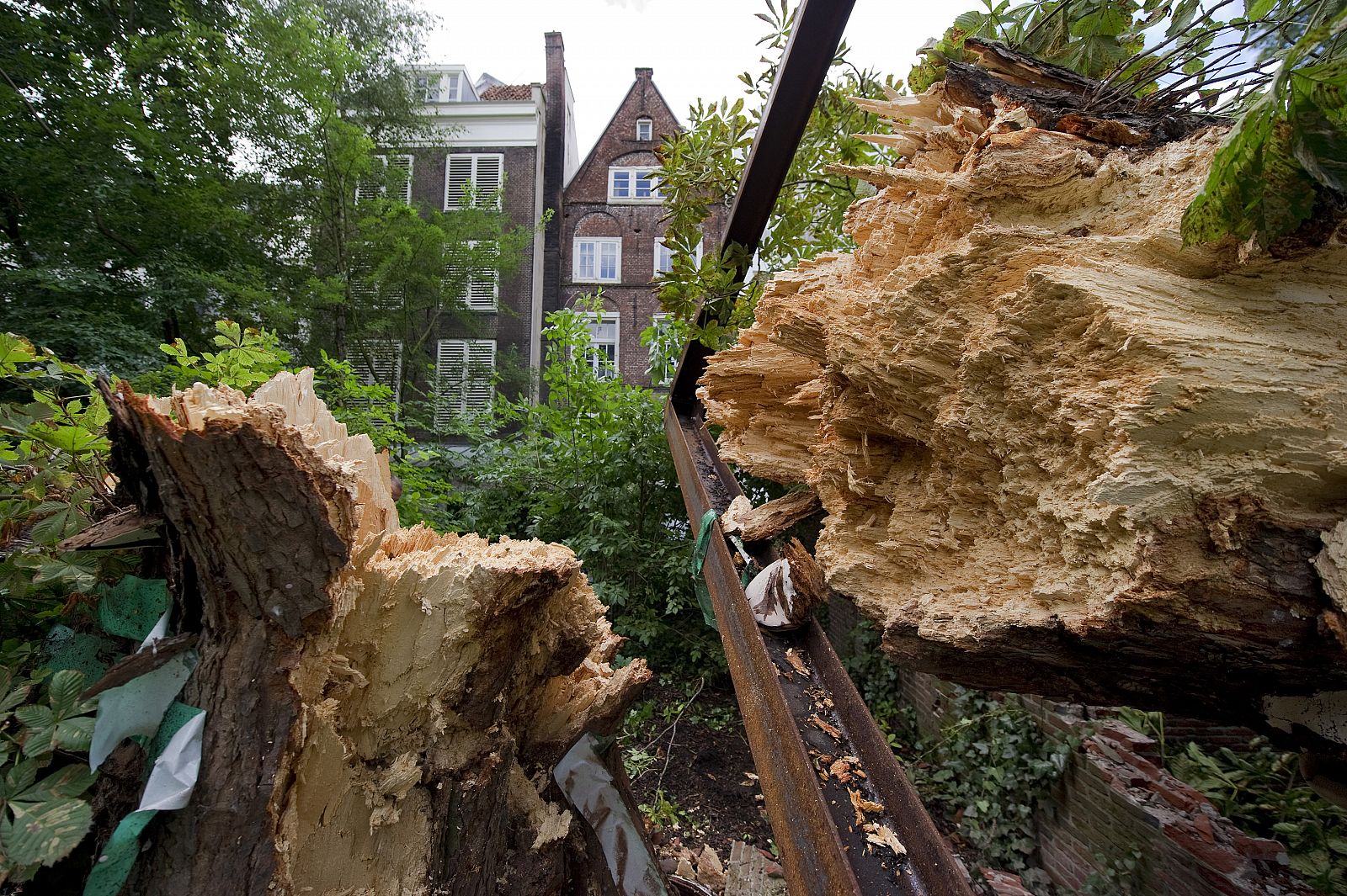 The collapsed chestnut tree, which comforted Dutch diarist Anne Frank while she hid from the Nazis during World War II, is seen in Amsterdam
