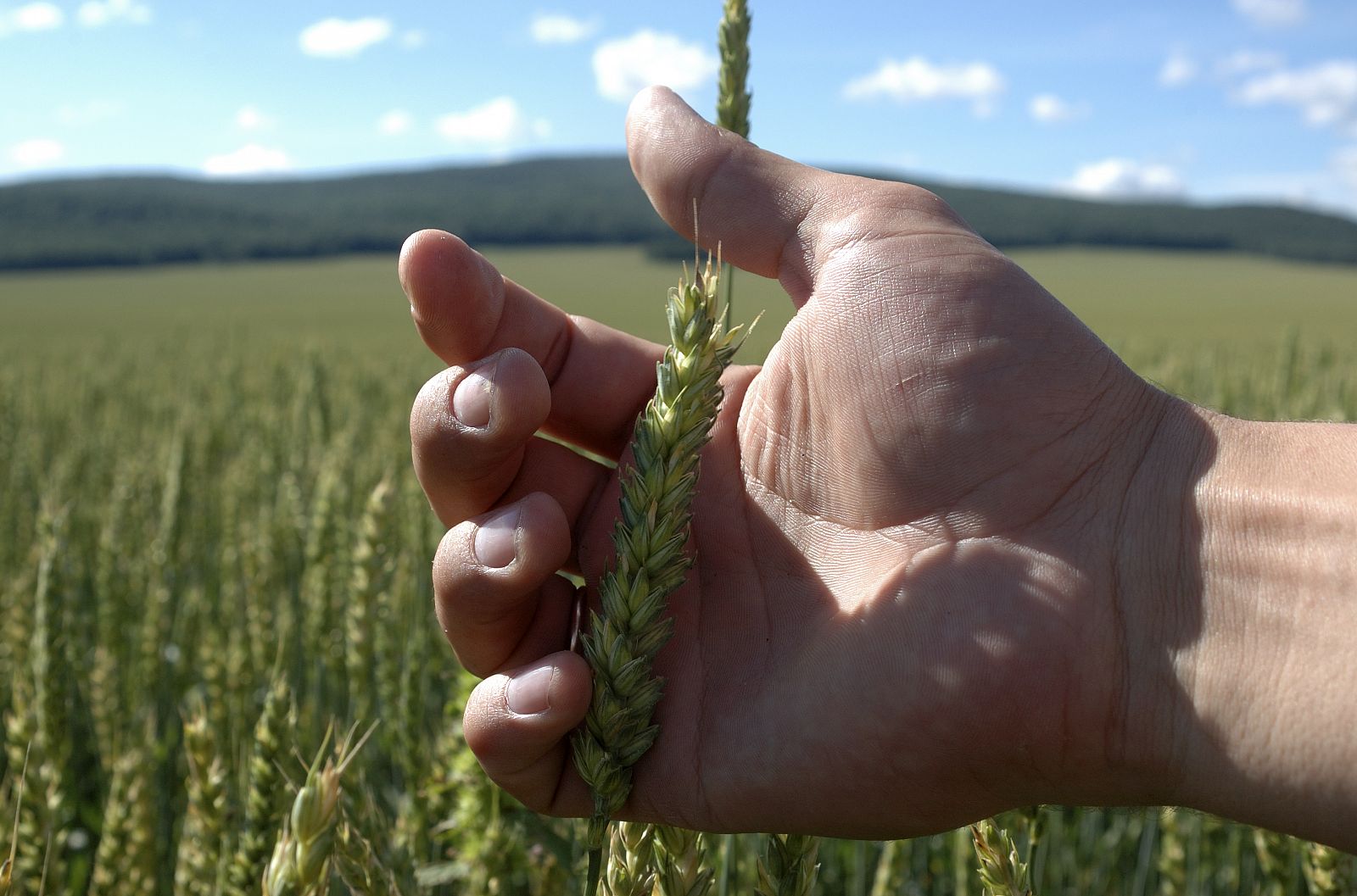 Un agricultor inspecciona el trigo de un campo ruso