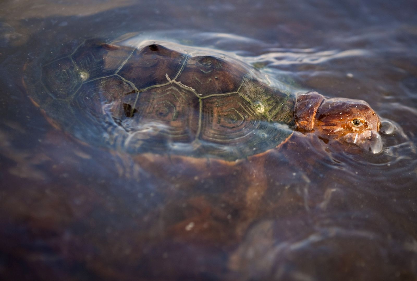 Una tortuga cubierta de petróleo por el vertido del Golfo de México