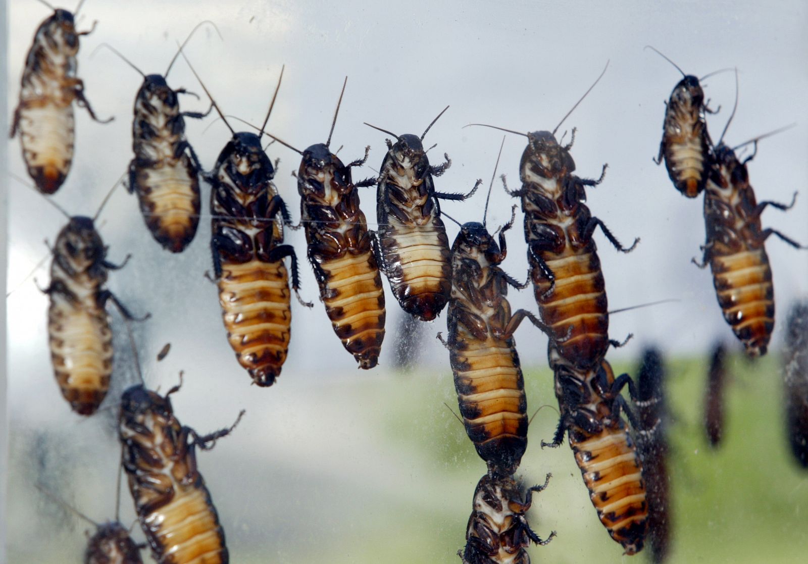 Cucarachas gigantes trepando por un cristal