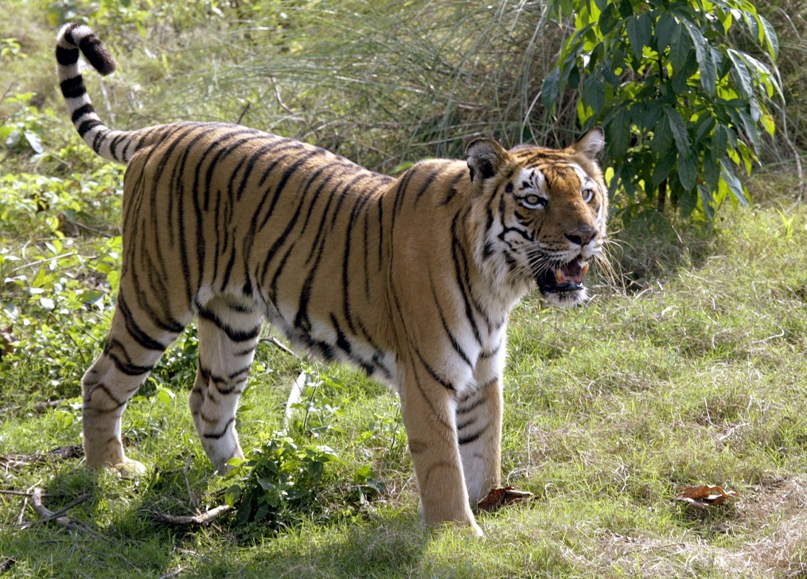 Los tigres de Bengala son la subespecie más protegida de estos animales
