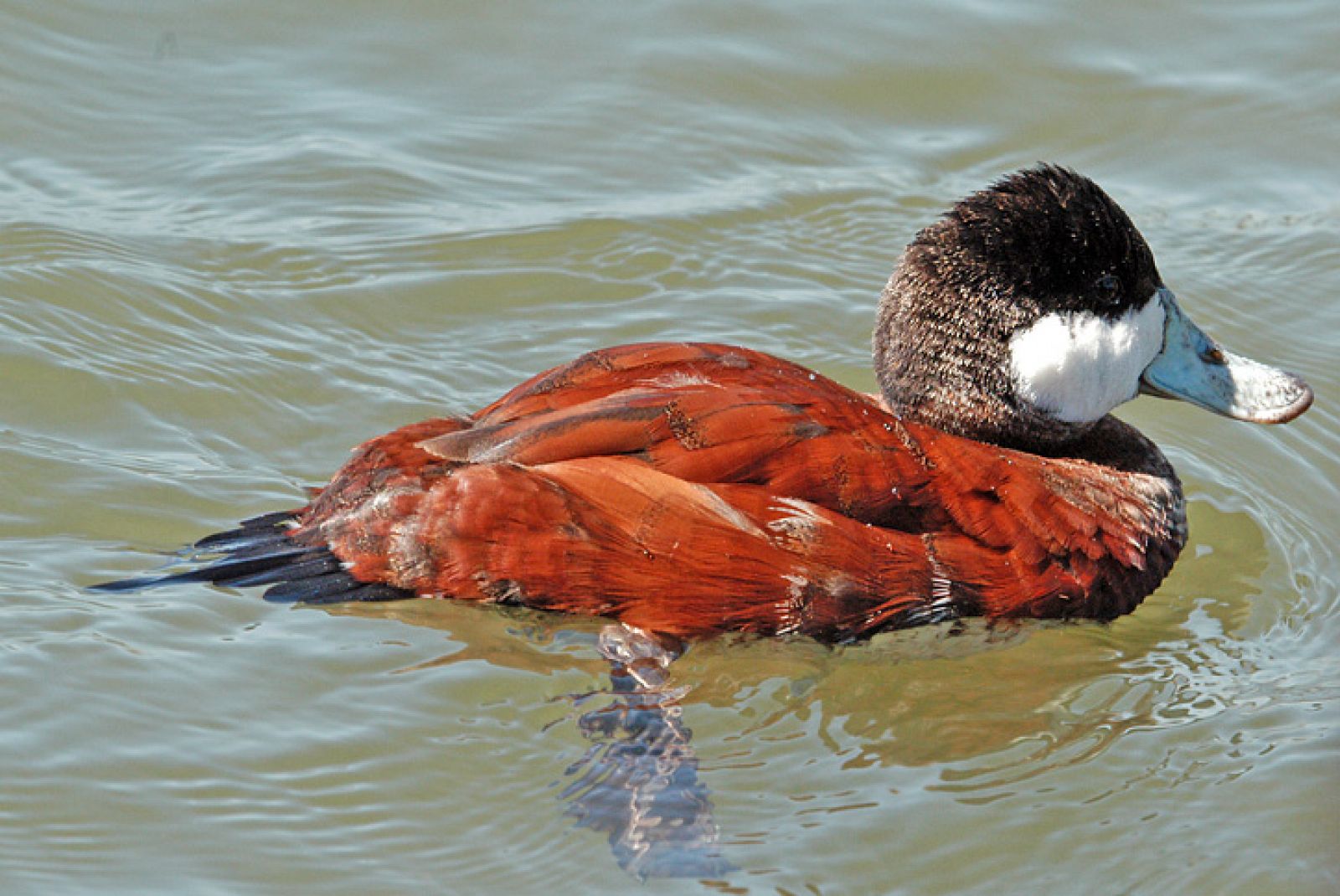 El pato zambullidor es una de las especies que más daño ha provocado en la fauna local