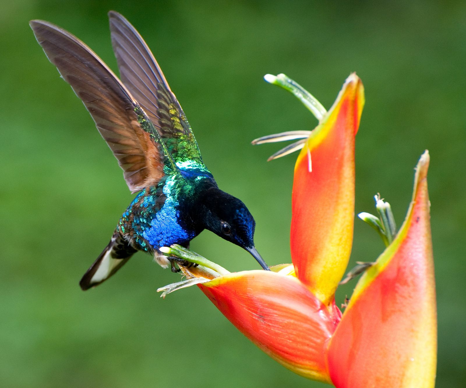 Colibríes en su hábitat natural de Mindo, Ecuador