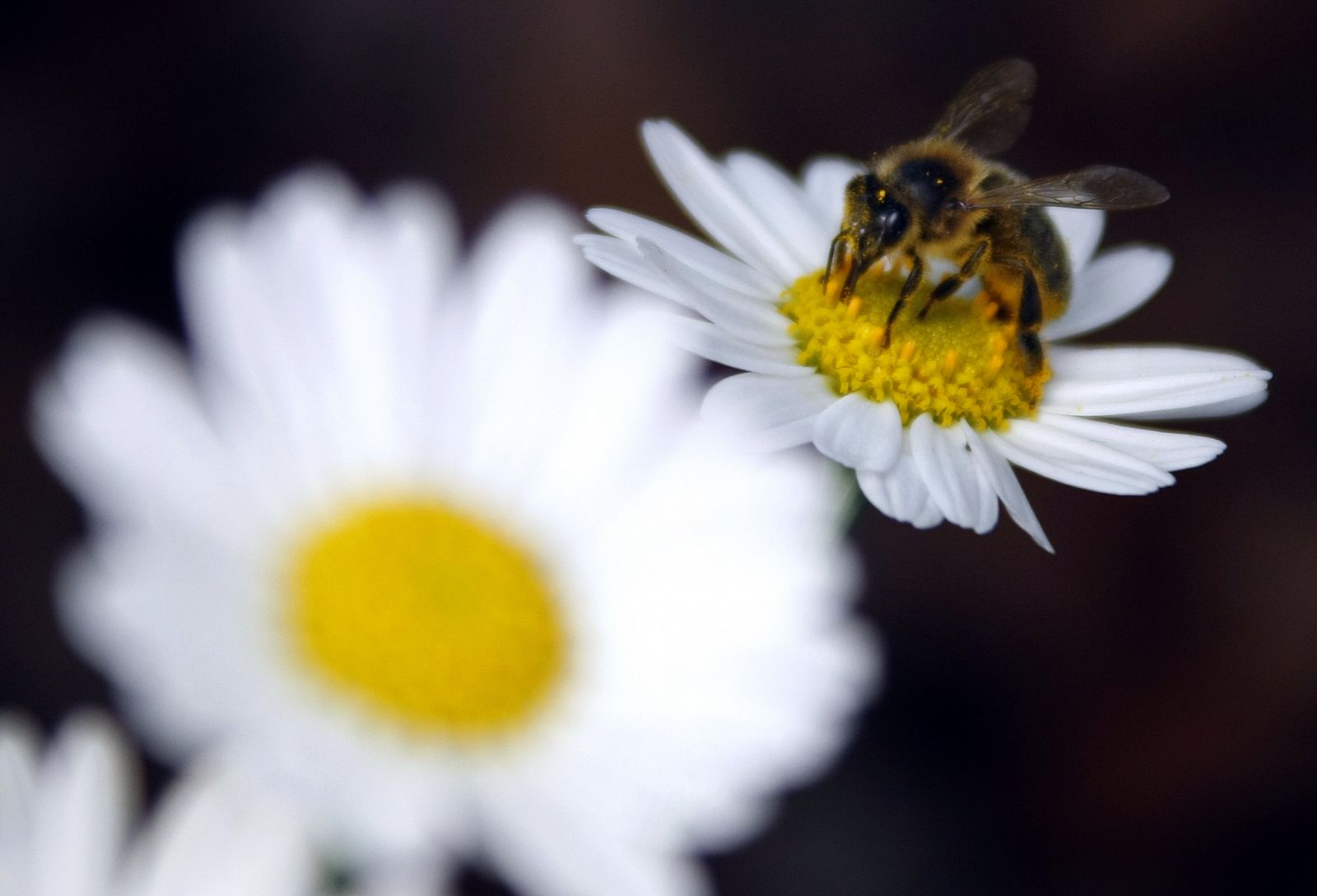 Una abeja recolecta el polen de una margarita
