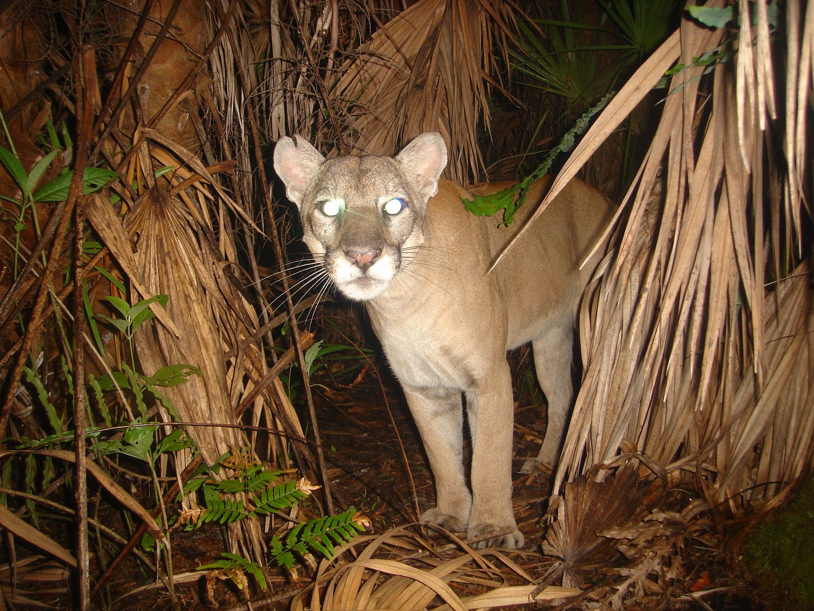 Una pantera híbrida de Florida-Texas fotografiada por una cámara nocturna