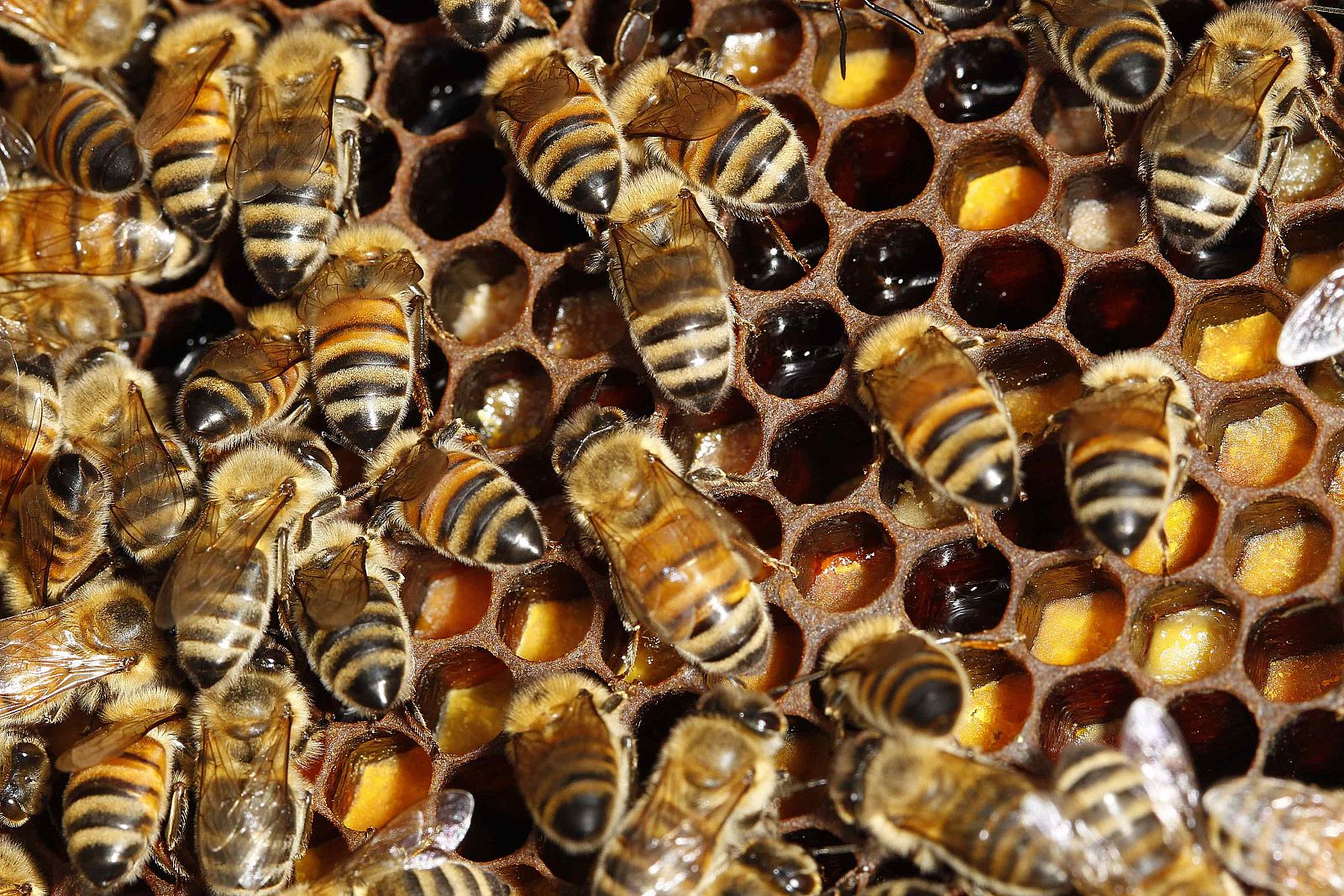 Detail of bee hive on the rooftop of the Tour d'Argent restaurant in Paris