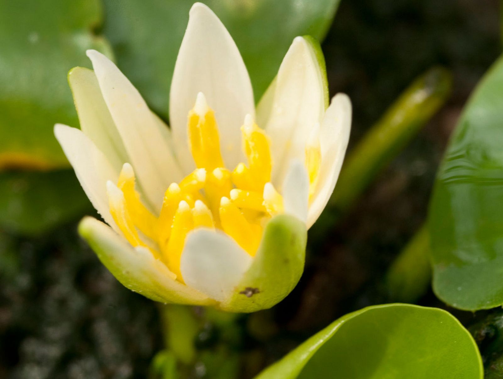 'Nymphaea thermarum', una planta que ya extá extinta en estado salvaje.