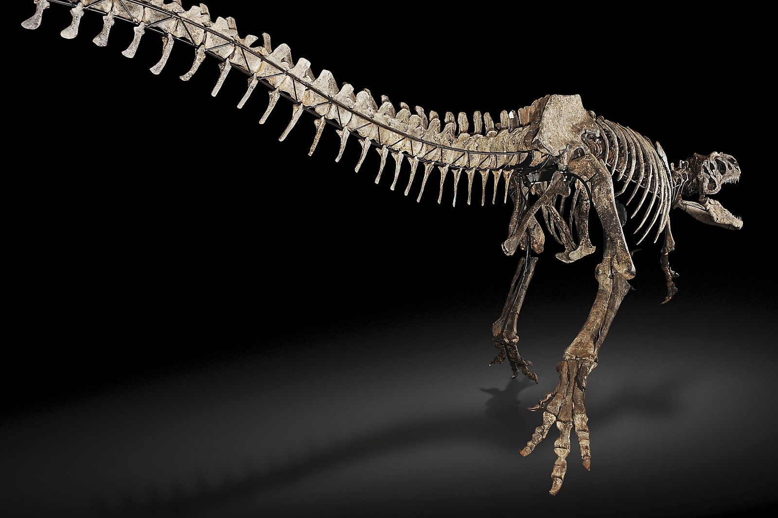 El esqueleto de un dinosaurio prehistórico de 10 metros de largo