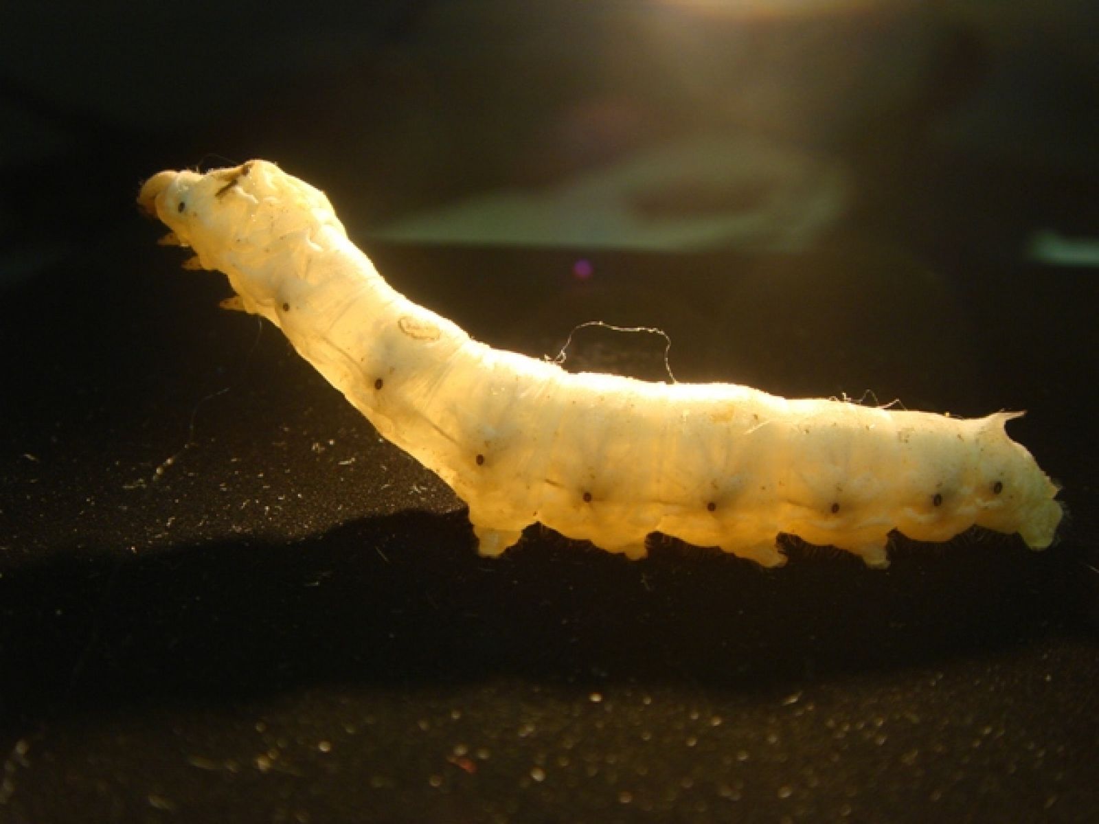 El gusano de seda que fabrica hilo de telarañas