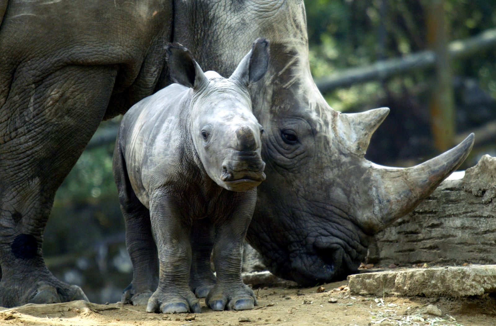 Un rinoceronte blanco de dos semanas junto a su madre