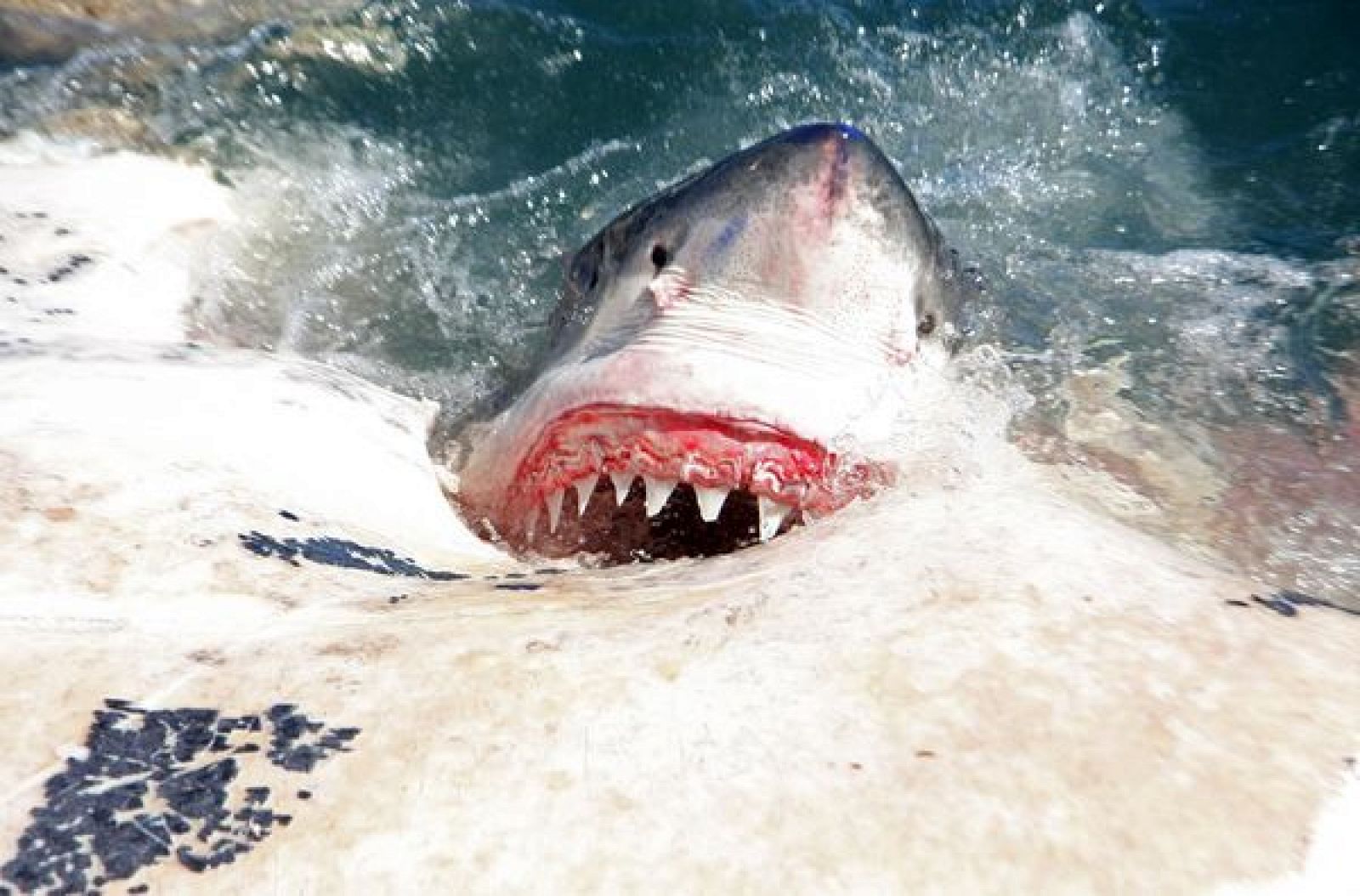 Un gran tiburón blanco dándole una dentellada a la ballena muerta