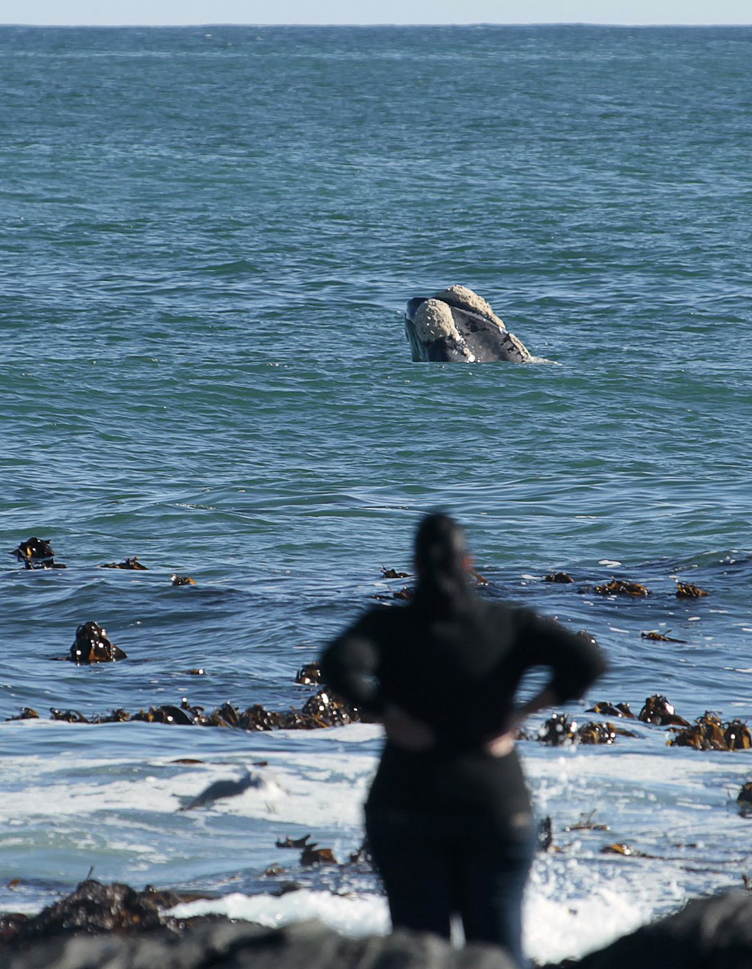 Una mujer observa una ballena jorobada en Sudáfrica (Imagen de archivo)