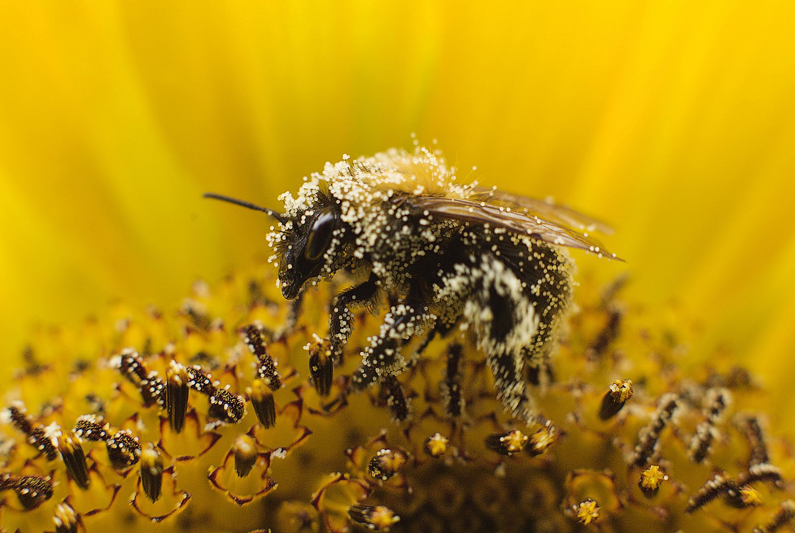 Una abeja recolecta polen de una flor en Holanda