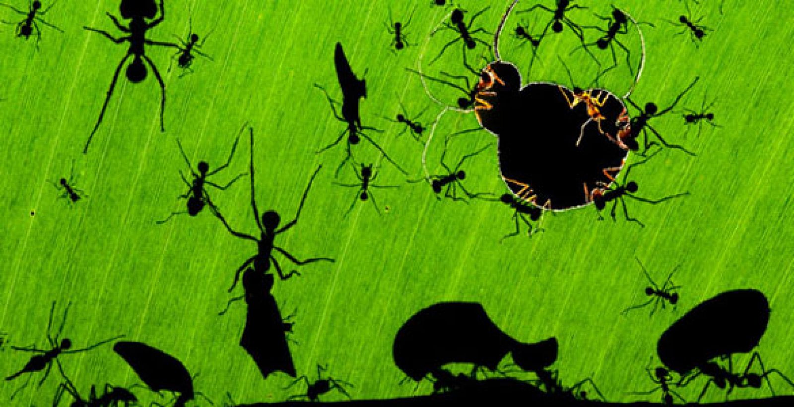 'Maravilla de hormigas', ganadora del Veolia Environnement Wildlife Photographer of the Year