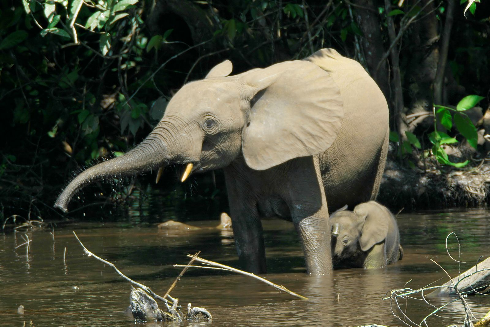 Una manada de 100 elefantes tienen aterrorizados a una localidad de Camerún