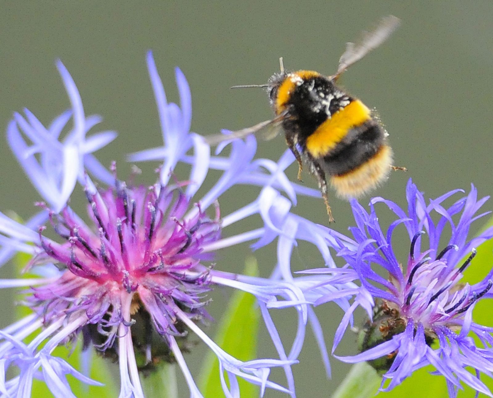 A pesar de su diminuto cerebro, las abejas 'piensan' más rápido que los ordenadores