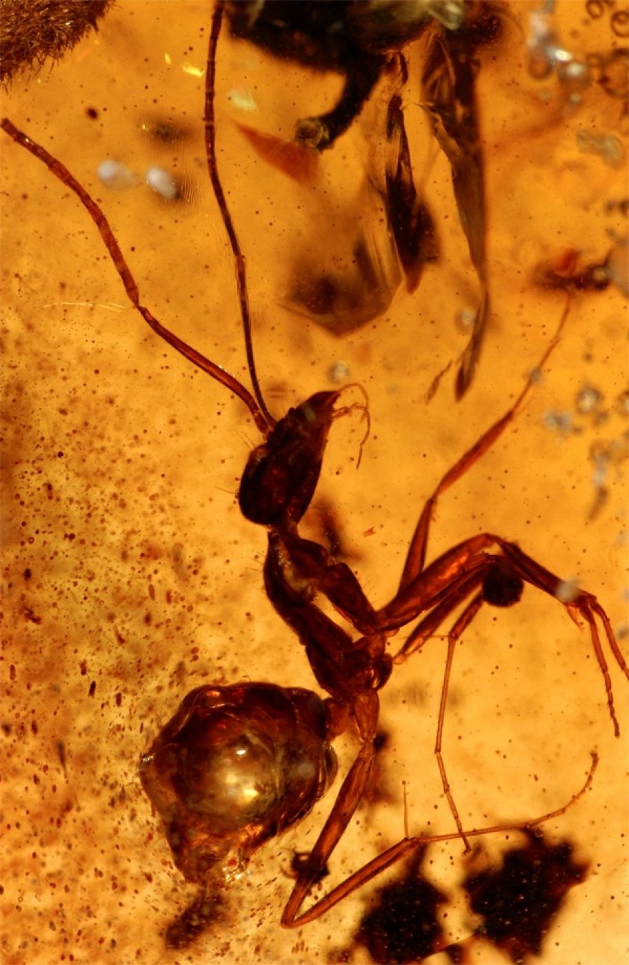 Una hormiga conservada en ámbar desde hace 50 millones de años.