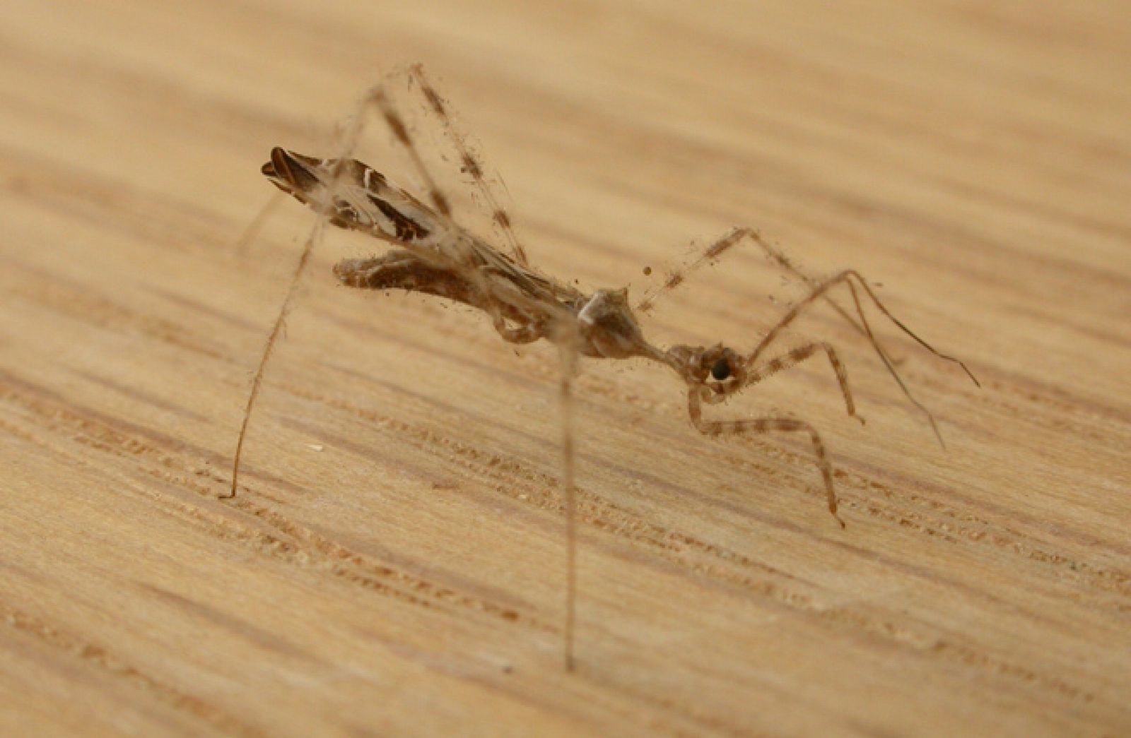 El insecto asesino que finge ser una presa para devorar a las arañas