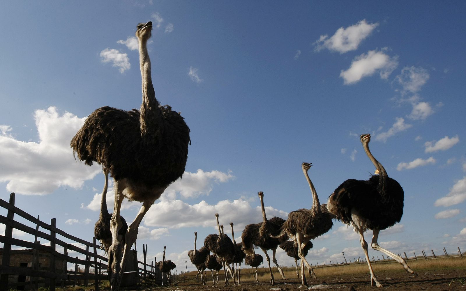 Los avestruces corren el doble de rápido y gastan la mitad de energía que una persona