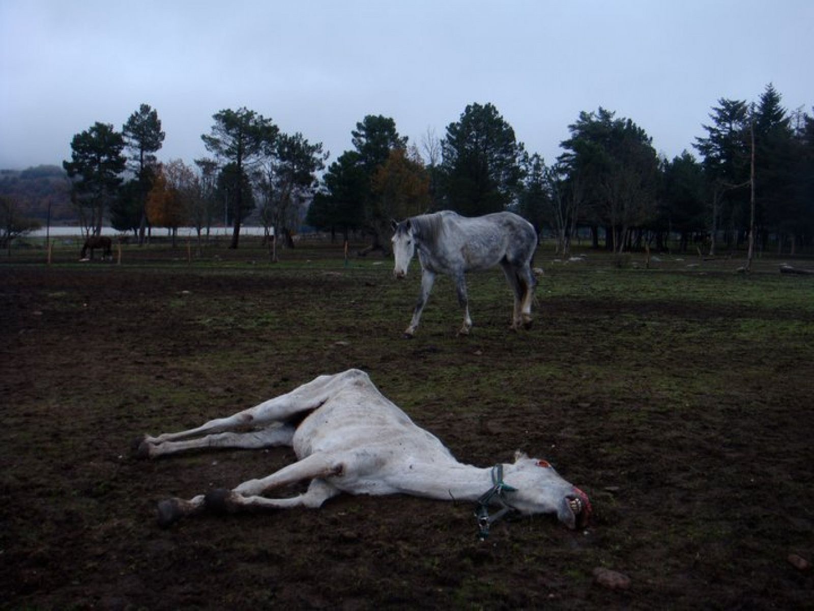 Un equino pasea por el picadero cerca del lugar donde ha fallecido uno de los ejemplares
