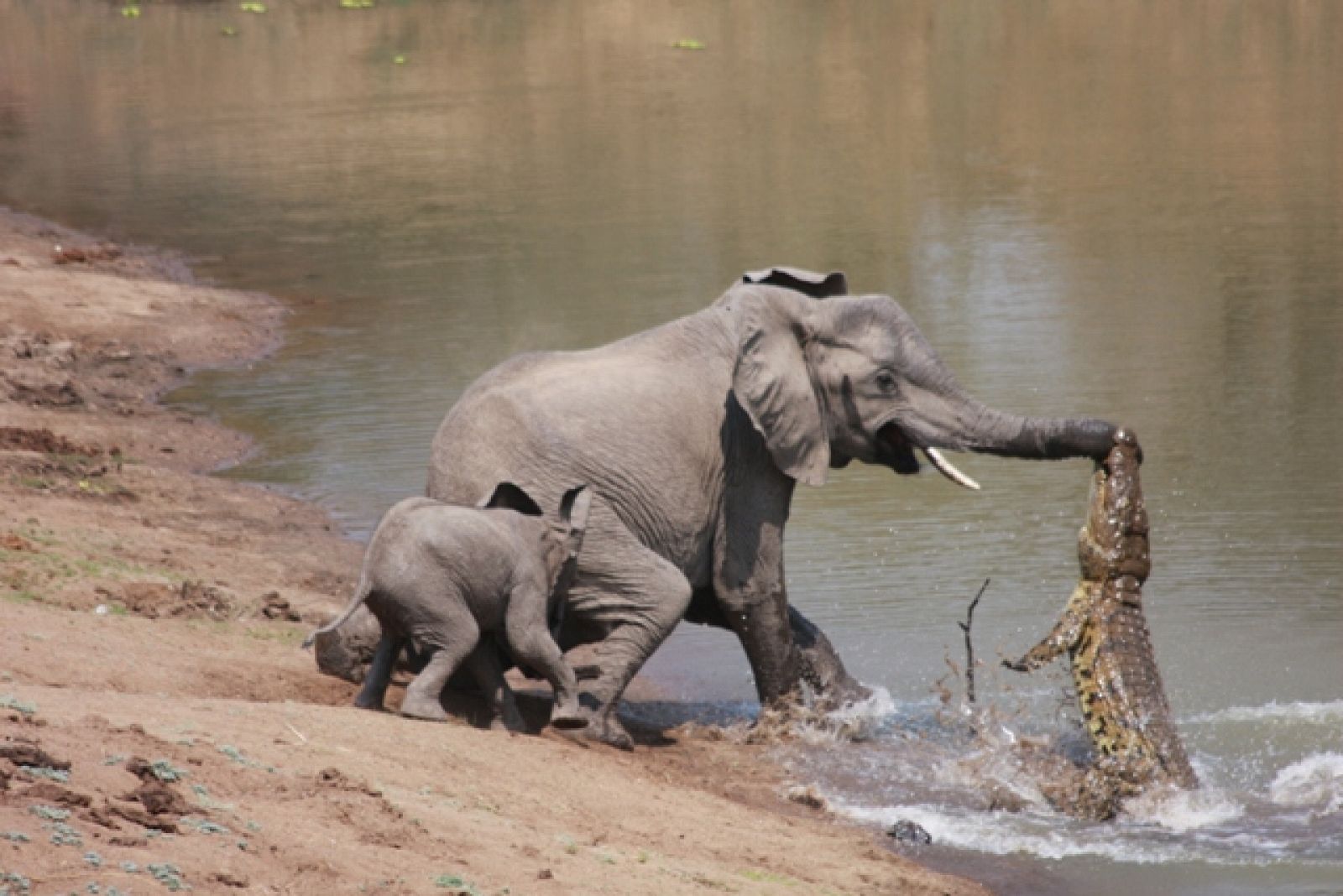 El cocodrilo se aferra a la trompa del elefante para intentar meterlo en el agua