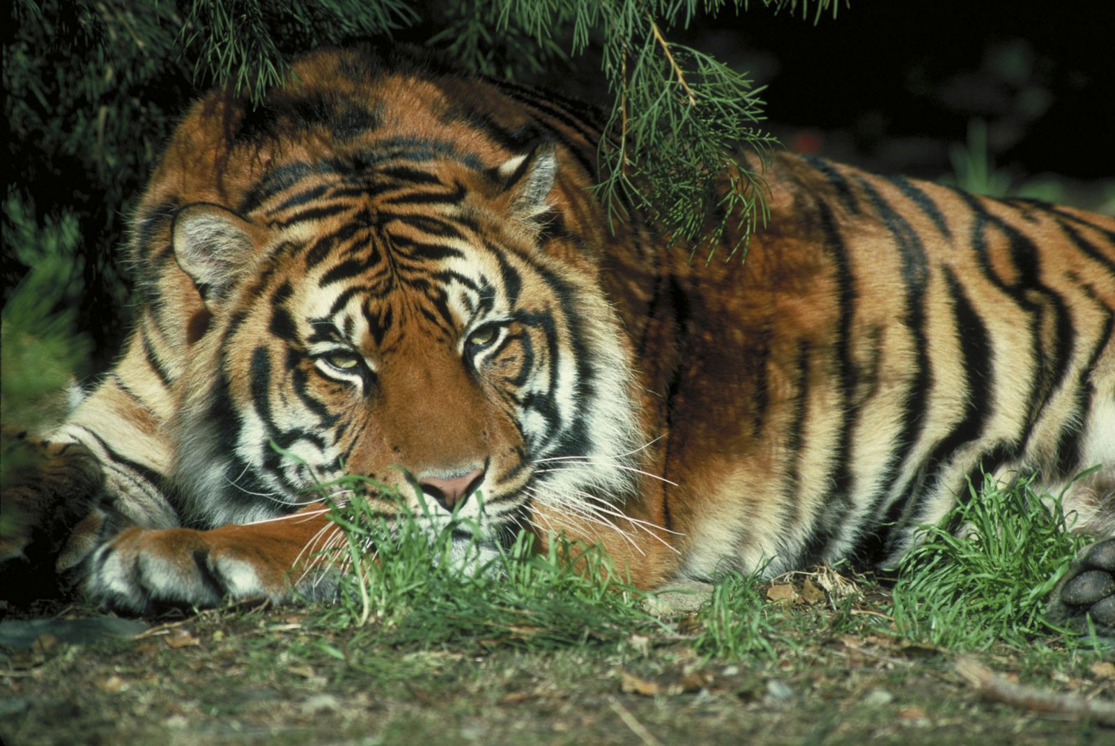Un tigre descansa entre la maleza