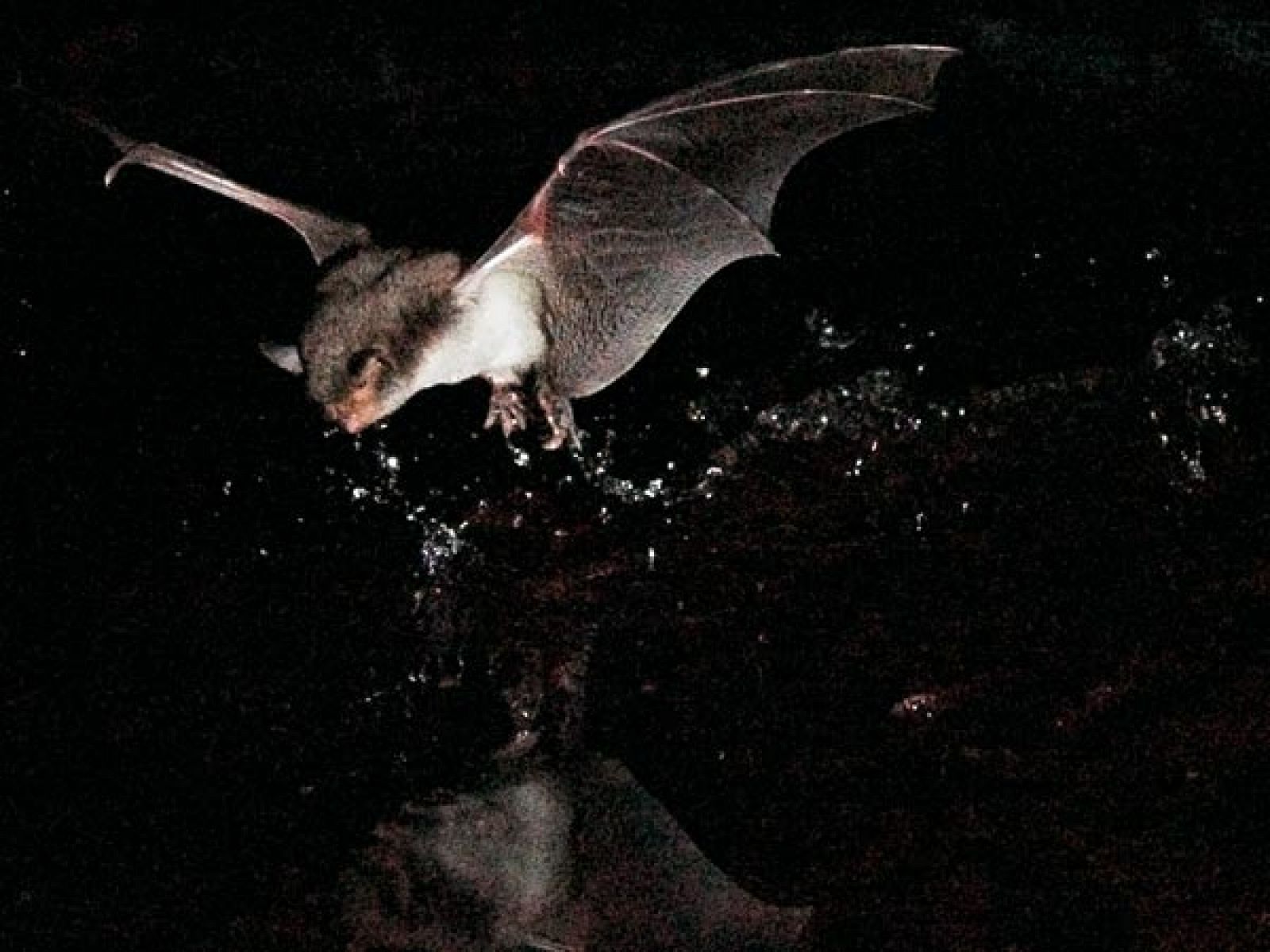Descubren el primer murciélago pescador en Europa