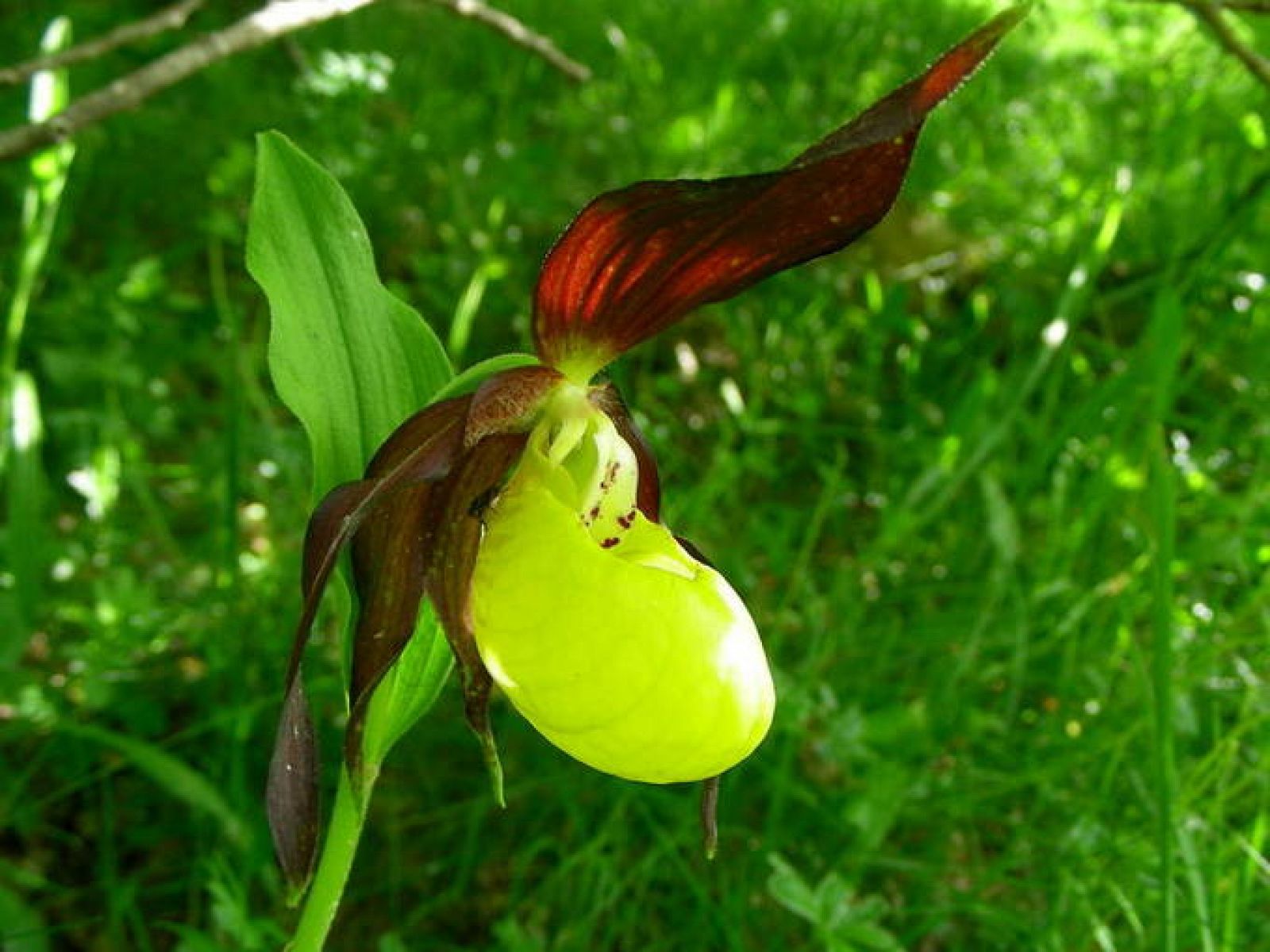 Zapatitos de dama', las orquídeas que sobreviven al sur de los Pirineos -  