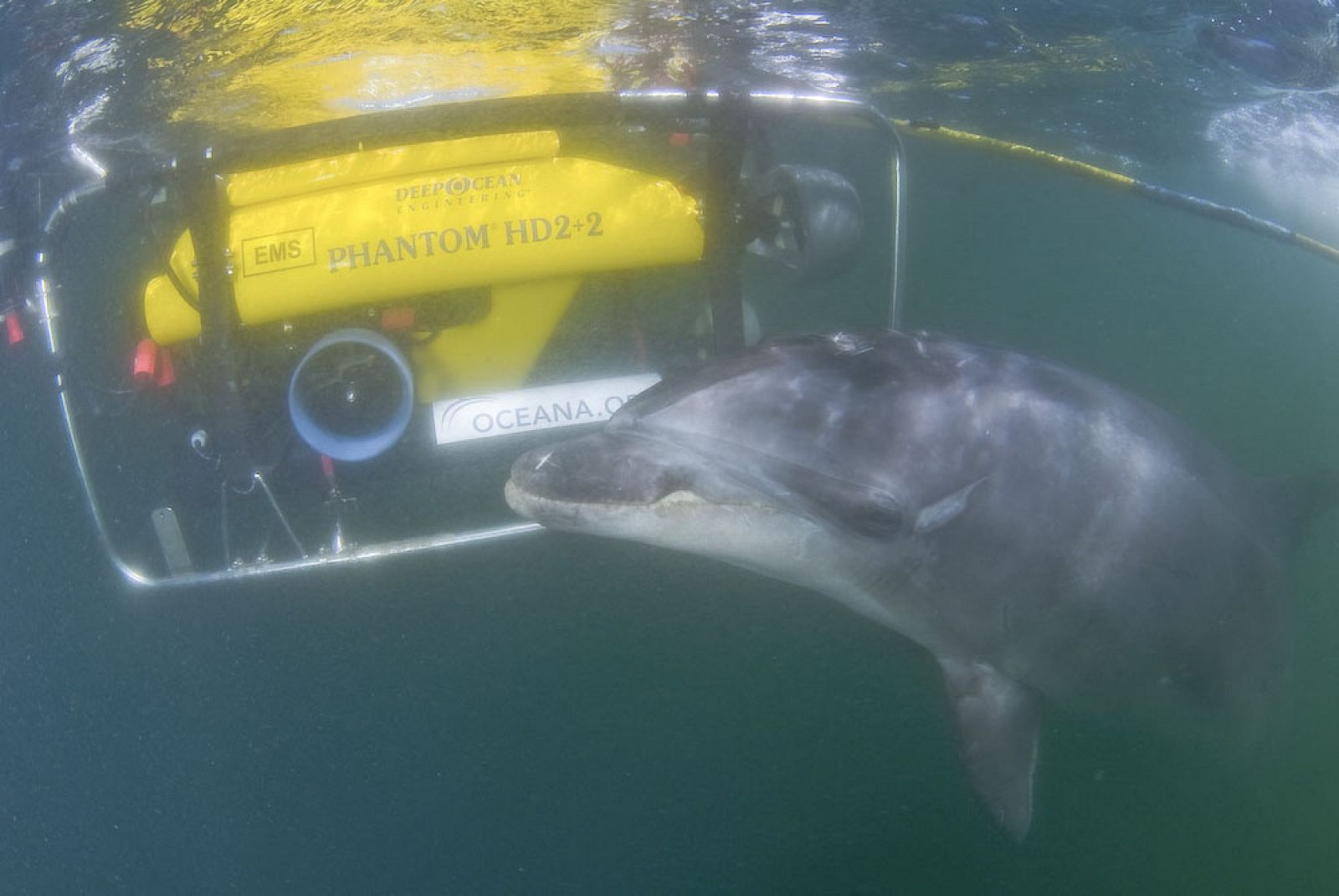 El delfin Gaspar junto al robot de inmersión de OCEANA