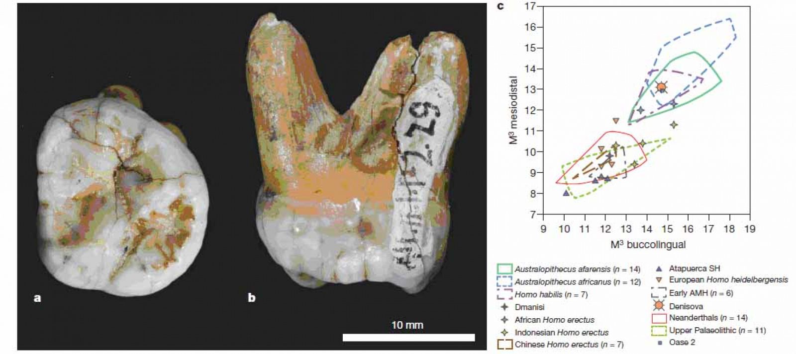 El diente de 30.000 años analizado durante la investigación