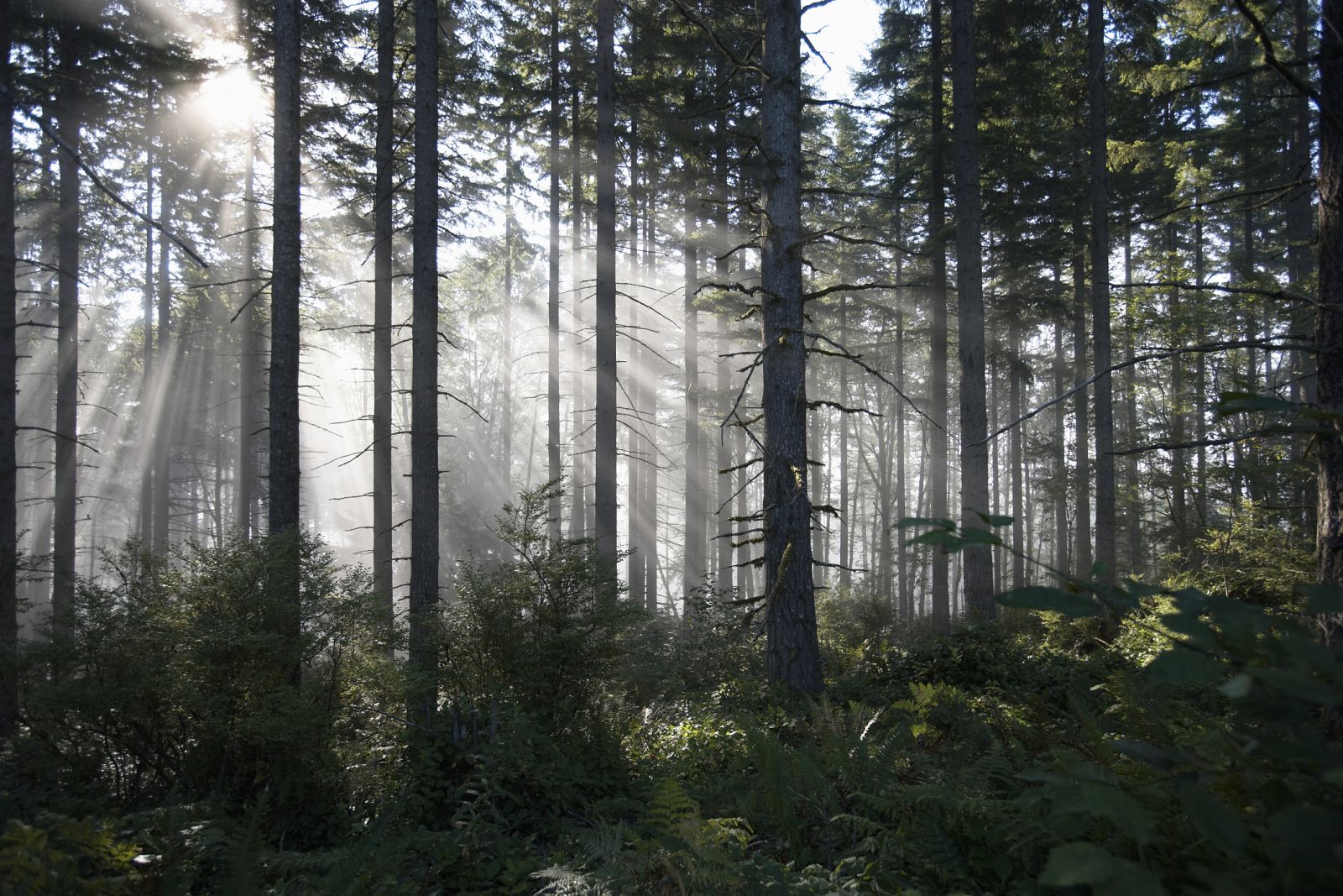 Los bosques, que contienen el 80% de la biodiversidad del planeta, pierden, anualmente, trece millones de hectáreas
