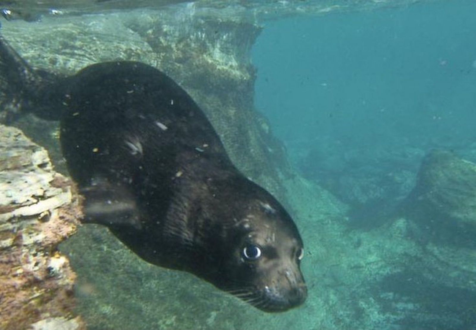 Unas de las focas monjes del Mediterráneo sumergida en el mar